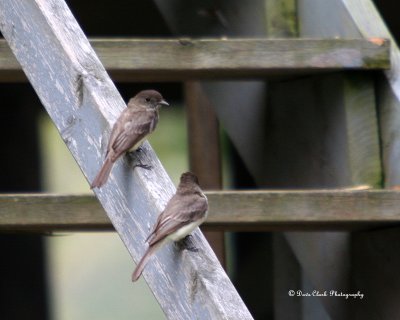 Eastern Phoebe