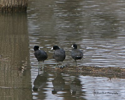 Three Old Coots on a log
