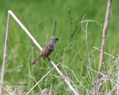 White Crowned Sparrow