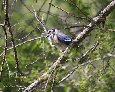 Blue Jay