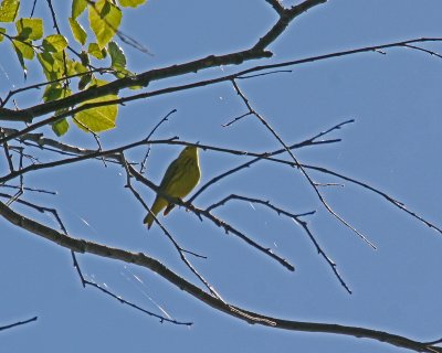 Yellow Warbler