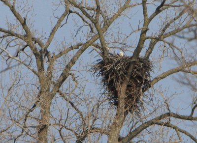 Eagles nest activity 2009