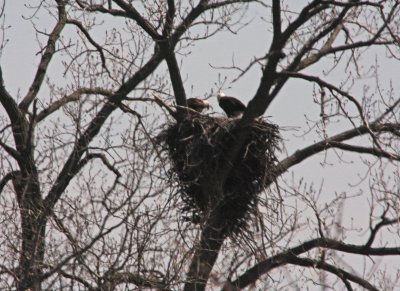 From the movements the egg/s may have hatched, but they are to small to be seen above the rim of the nest