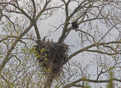 05 01 2009 Eaglets getting restless time to eat again