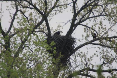 05 05 2009 Male relocated to tree on right side of nest