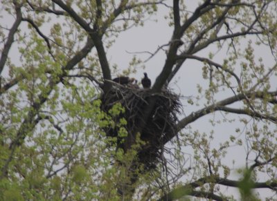 05 05 2009 Father departed, mother still feeding smallest eaglet