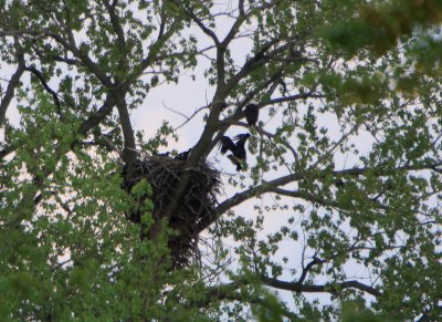 05 08 2009 Mom leaves nest for a branch