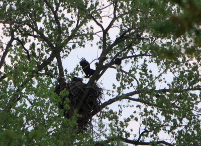 05 08 2009 Mother returns with nest material