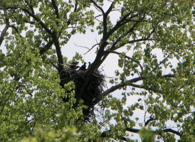 05 11 2009 Three  eaglets alone in the nest they are really growing