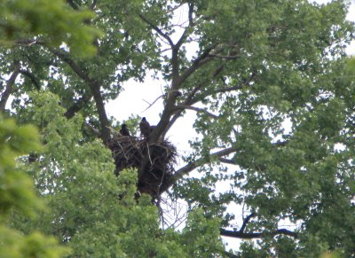 05 28 2009 Parent behind limb on right of nest,  tearing off pieces of fish