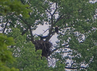 05 28 2009 Wingspans are getting impressive