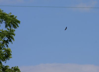 06 05 2009 It must be as enjoyable for them to soar as it is for us to watch