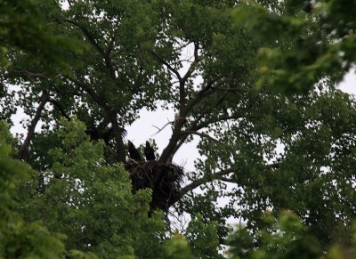 06 14 2009 Oldest eaglet still venturing higher up from the nest
