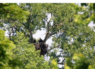 06 17 2009 Parent and two eaglets