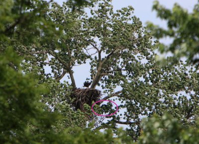 06 19 2009 Missed the nest when he came back down
