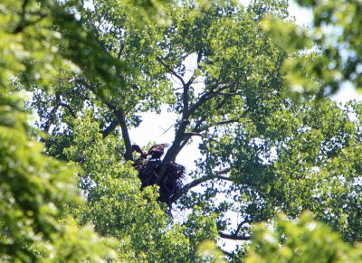 06 20 2009 Parent returning to nest
