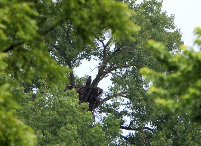 06 21 2009 Only the yougest remains in the nest no sign of millde eaglet  It must have gained enough courage to fly