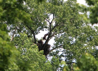 06 22 2009 Parent flies by and drops a fish in the nest without stopping