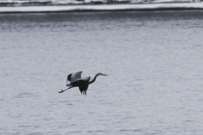 This Great Blue Heron kept being run off by Eagles