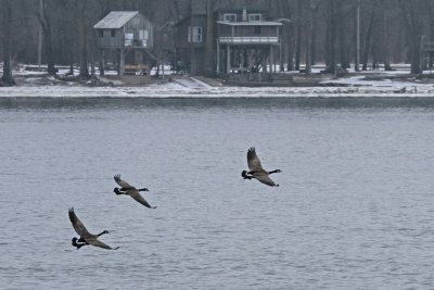 Canada geese coming for a landing