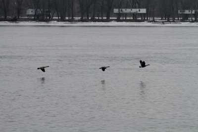 Same geese Check  the wings  up strait down