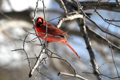 Cardinal