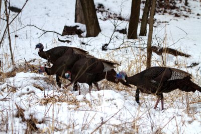 Wild Turkeys