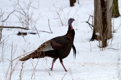 Wild Turkey