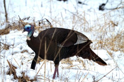 Wild Turkey
