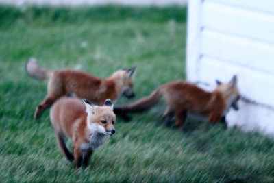 Three of four Kits
