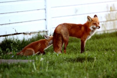 Still nursing but mom is also bringing them small rodents to eat