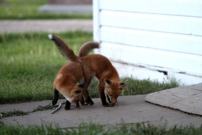 The one on the right has a mouse or vole