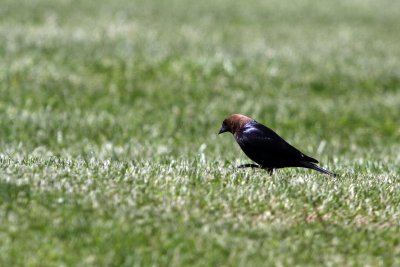 Brown-Headed Cowbird