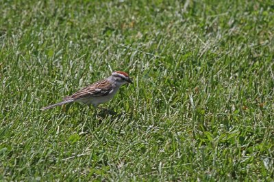 Chipping Sparrow