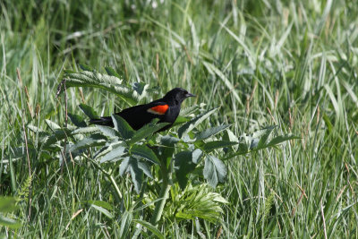 Red winged Blackbird