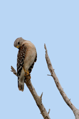 Red Shoulder Hawk