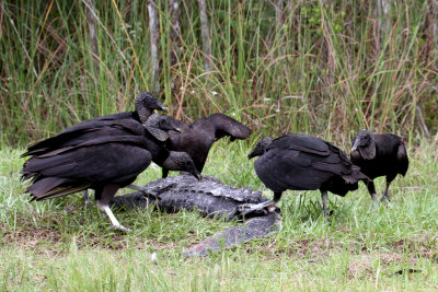 Black Vultures