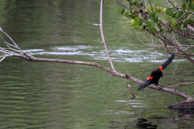 Red-Winged Blackbird