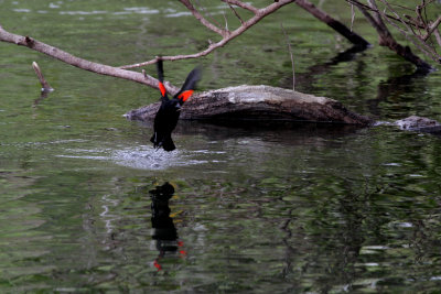 Red-Winged Blackbird