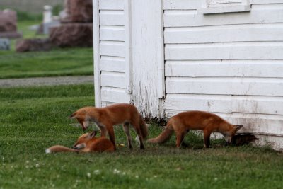 Cemetary Foxes