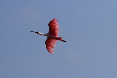 Roseate Spoonbill