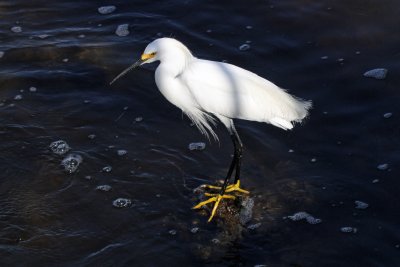 Snowy Egret