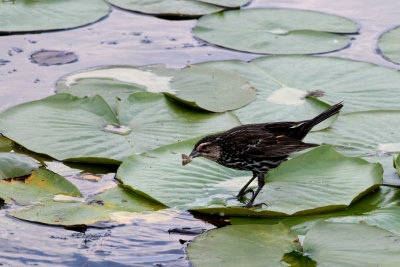 Female Red-winged Blackbird with Moth for snack
