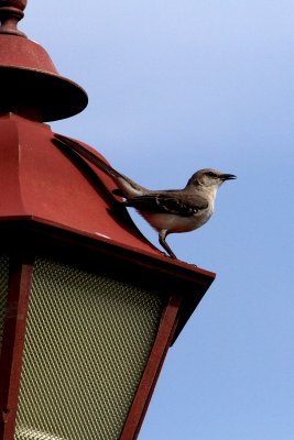 Northern Mockingbird