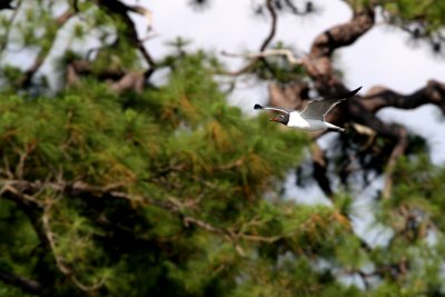 Laughing Gull in Flight