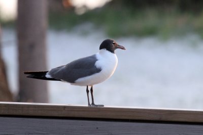 Old Laughing Gull