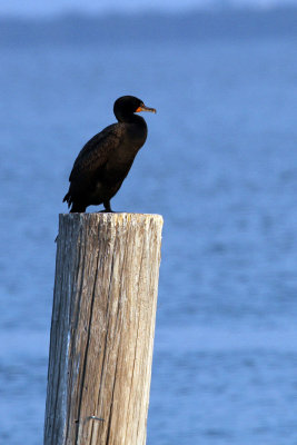 Eastern Double-crested Cormorant