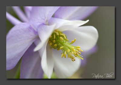Flora