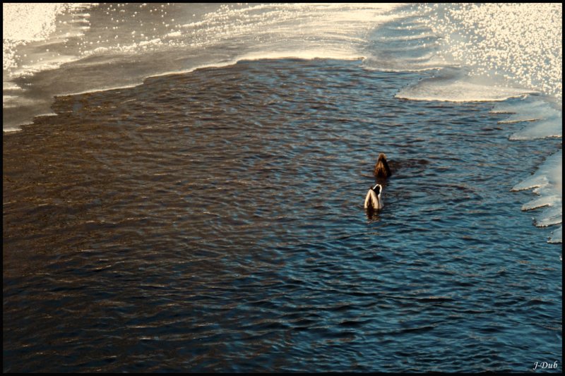 Plonge/Dive