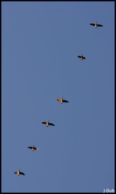 Formation